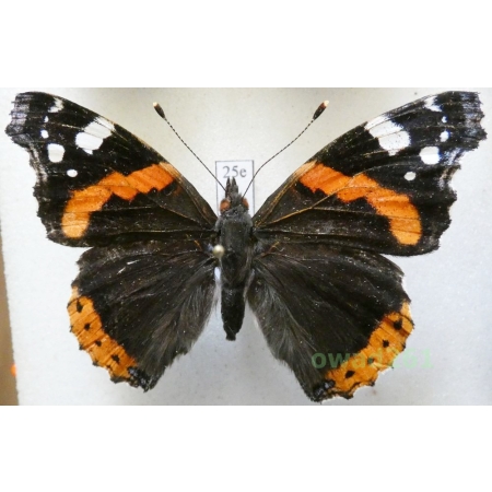 Vanessa atalanta (Linnaeus, 1758) Poland25e